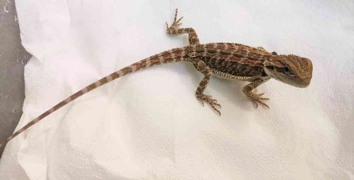 Agama vousatá/Pogona Vitticeps - foto 4