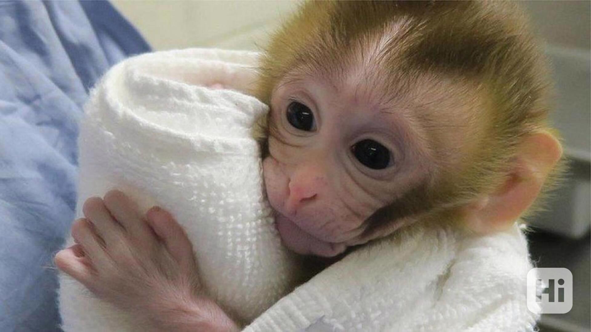 Máme k dispozici tři kapucínské opice - foto 1