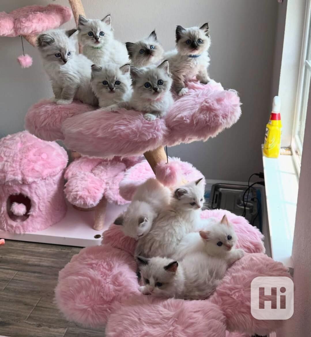 Roztomilá a okouzlující koťátka plemene Ragdoll - foto 1