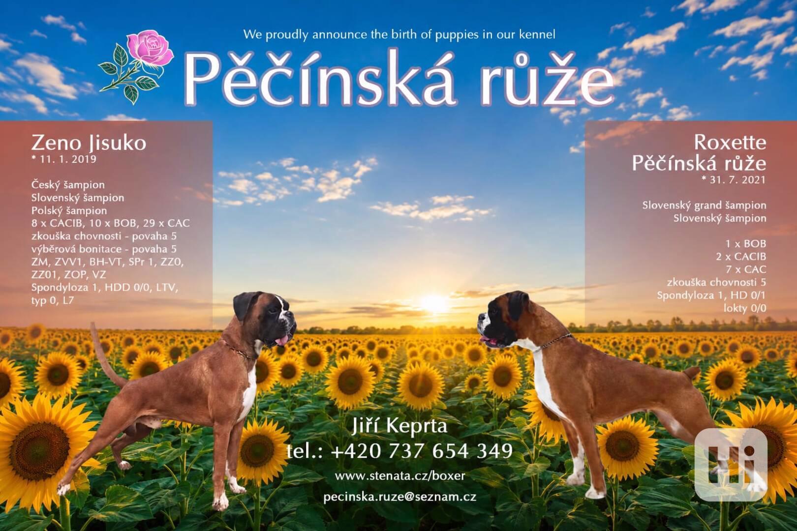 Štěňata boxerů - foto 1