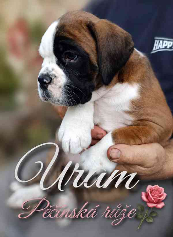 Štěňata boxerů - foto 3