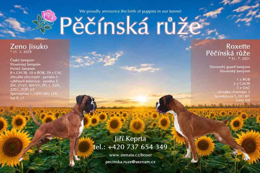 Štěňata boxerů - foto 1