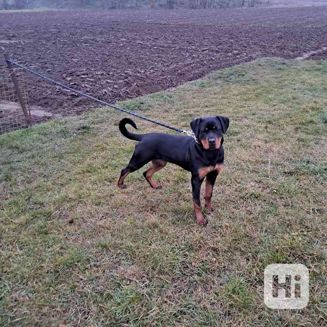 Rotvajler fenka - foto 1