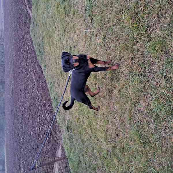 Rotvajler fenka - foto 1