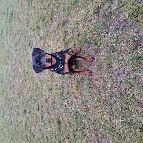 Rotvajler fenka - foto 2