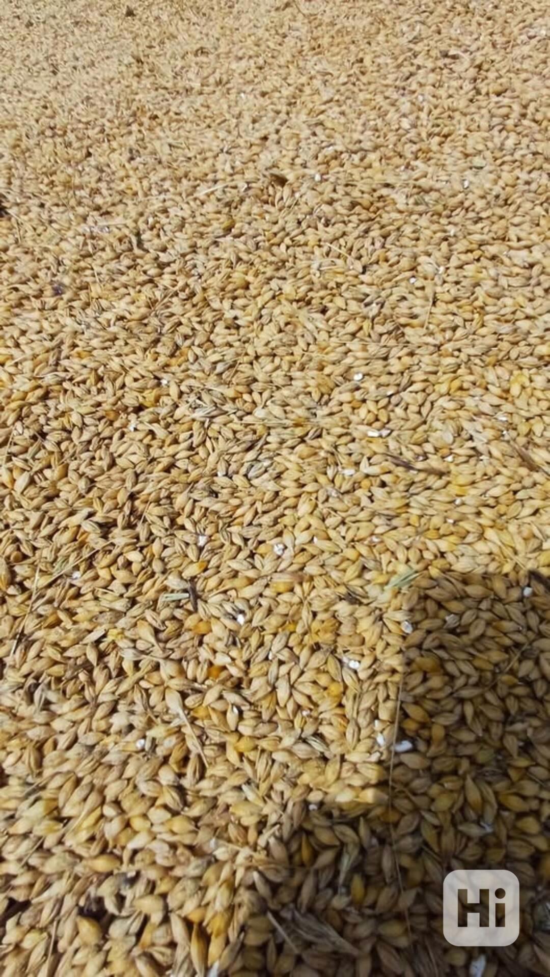Prodám krmný ječmen - foto 1