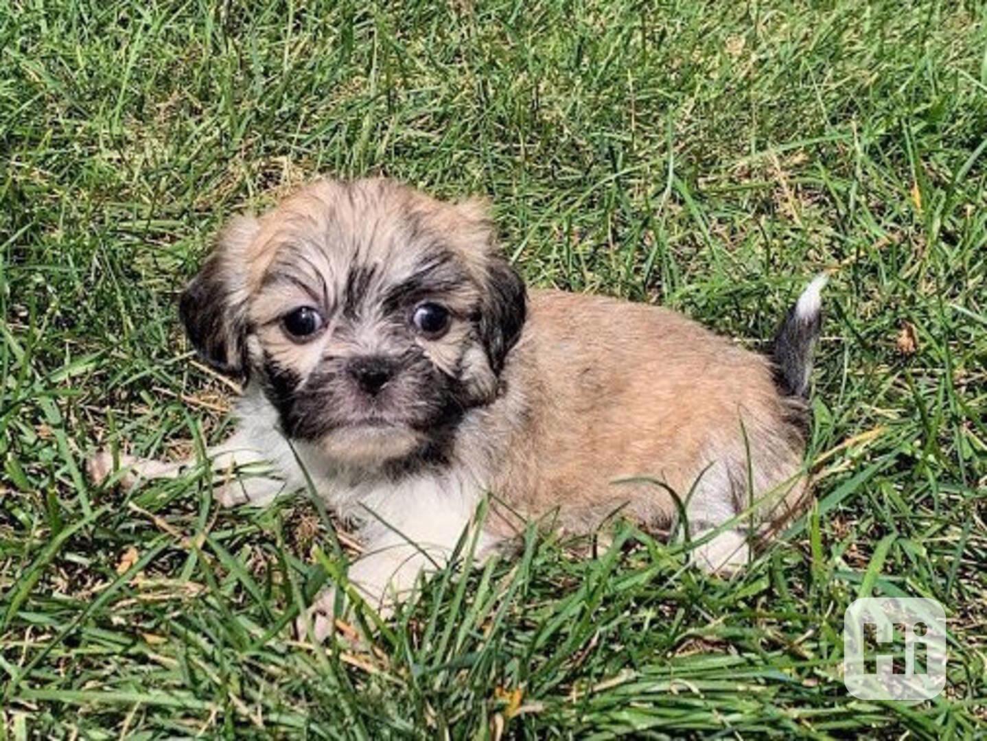 nejroztomilejší štěně Lhasa apso pro návrat domů  Tina my Lh - foto 1