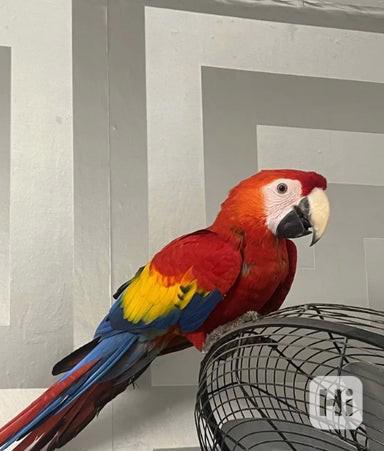 Mládě samečka ara šarlatového - foto 1