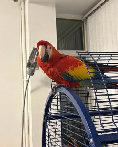 Mládě samečka ara šarlatového - foto 2