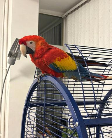 Mládě samečka ara šarlatového - foto 4