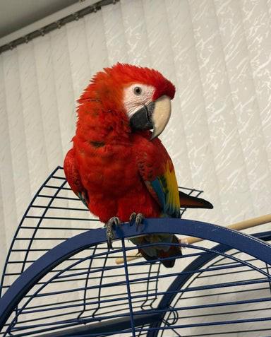 Mládě samečka ara šarlatového - foto 3