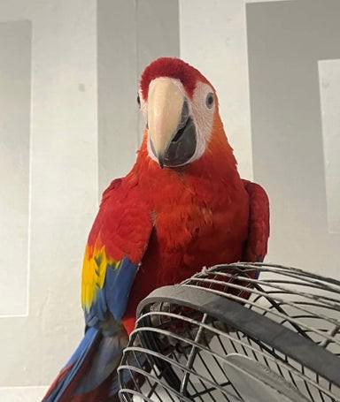 Mládě samečka ara šarlatového - foto 5