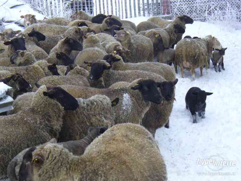 Jehňata, ovce, seno - foto 1