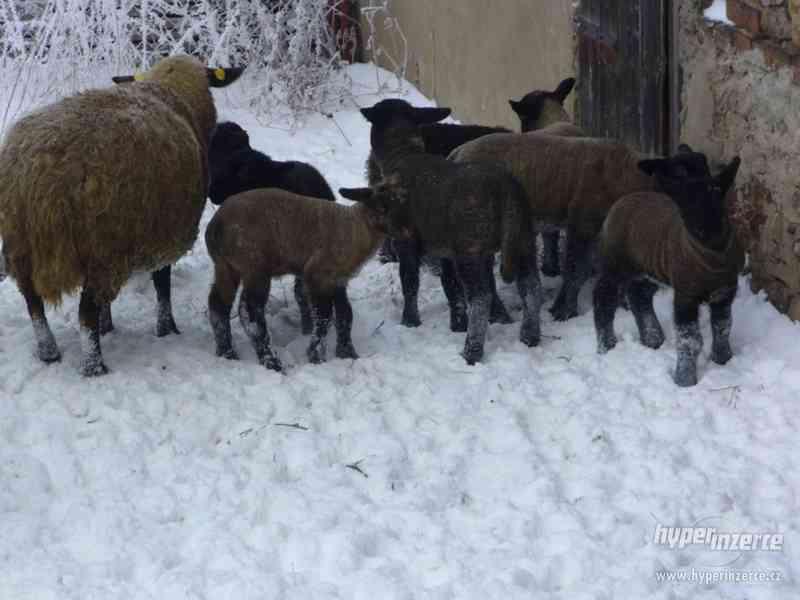 Jehňata, ovce, seno - foto 2
