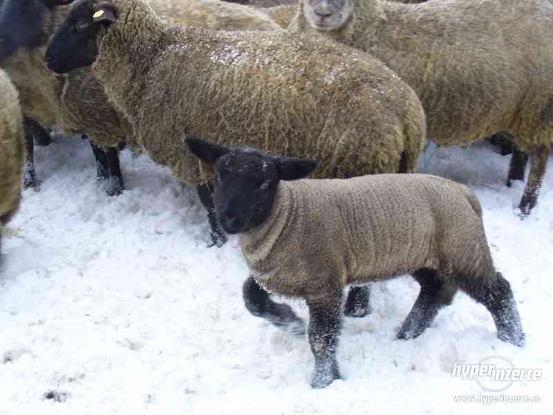 Jehňata, ovce, seno - foto 3
