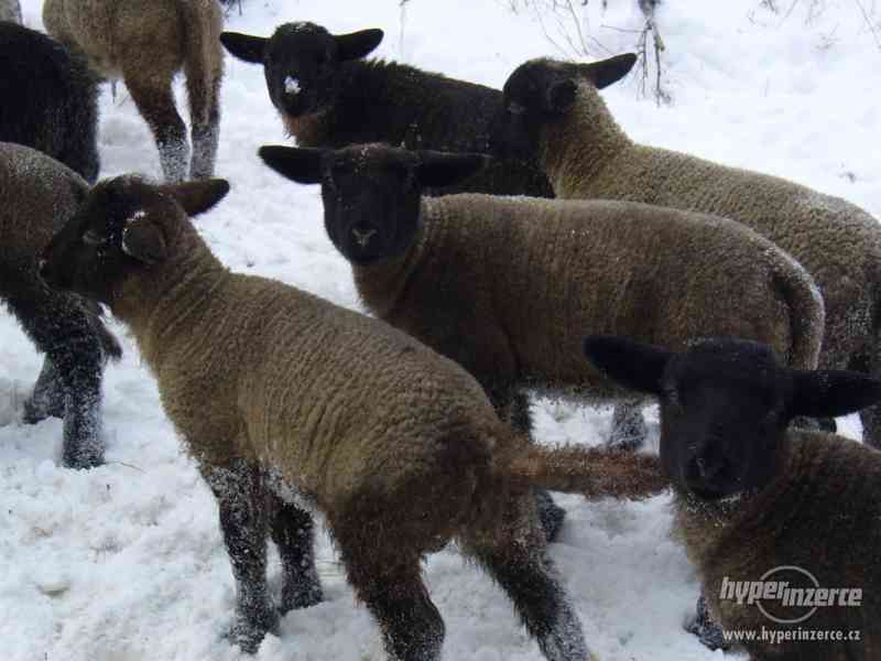 Jehňata, ovce, seno - foto 4