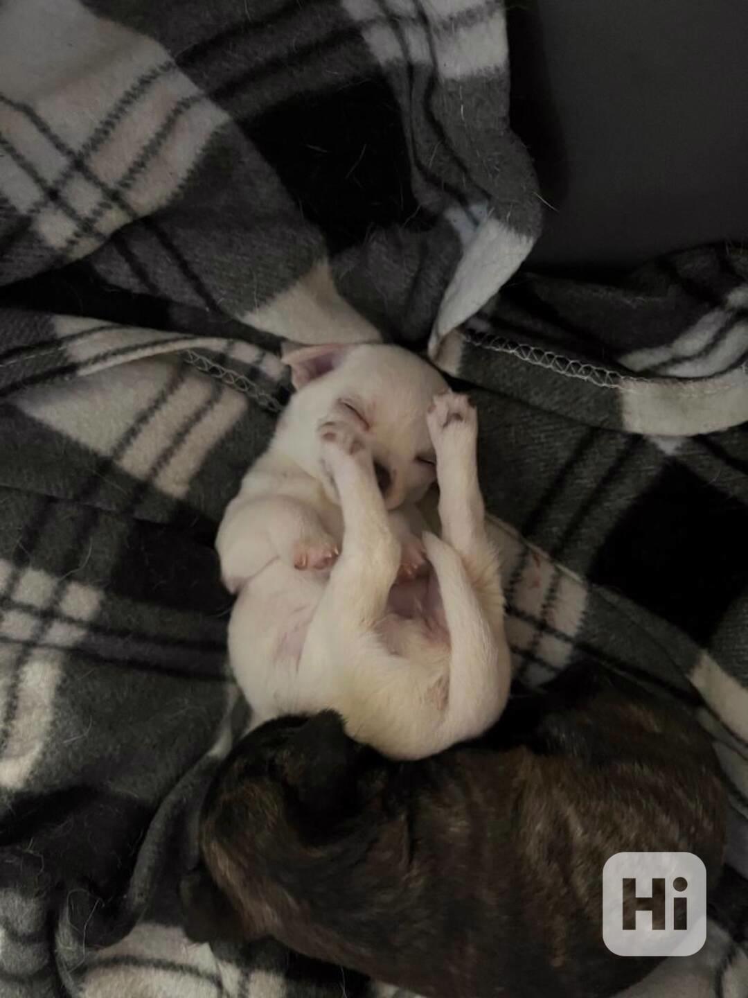 štěňátka - pejsci s PP čivavy - foto 1