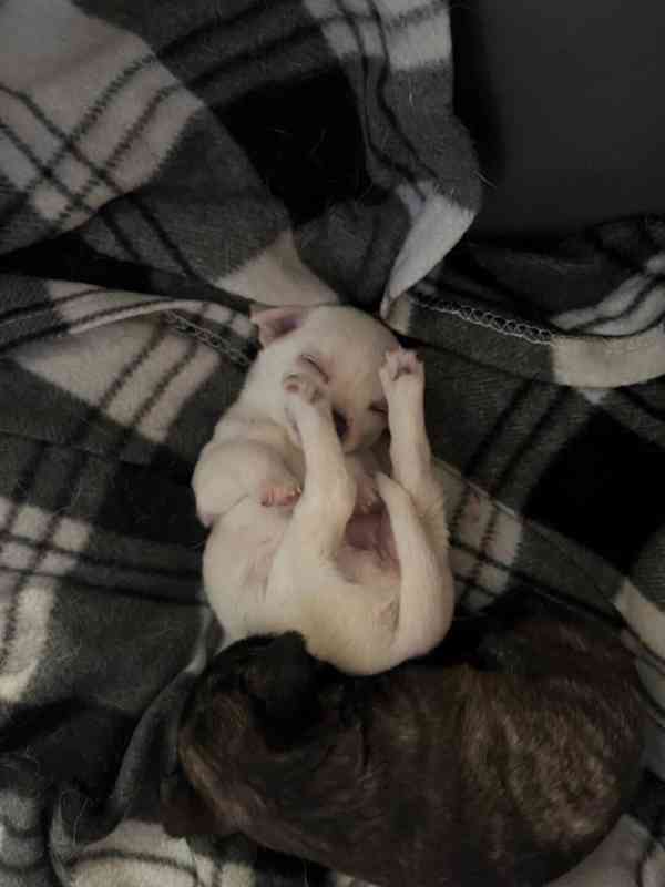 štěňátka - pejsci s PP čivavy - foto 1