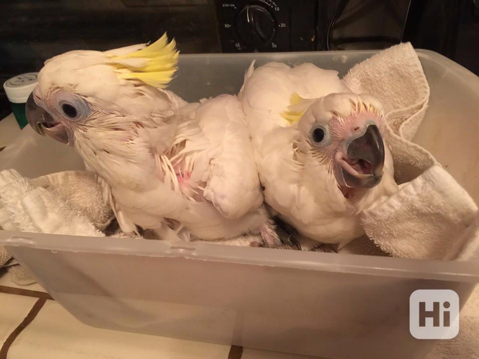 samečci a samice mláďata kakadu - foto 1