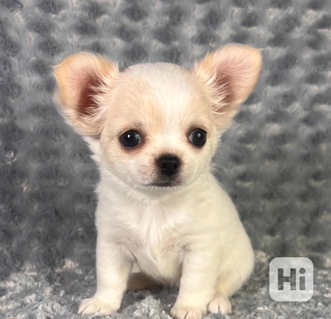 Čivava štěňátka s PP - foto 1