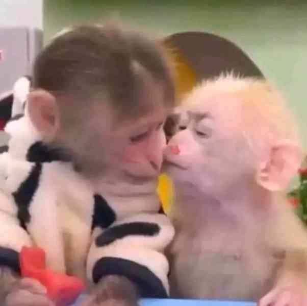  Kapucíni odchovaní mláďaty