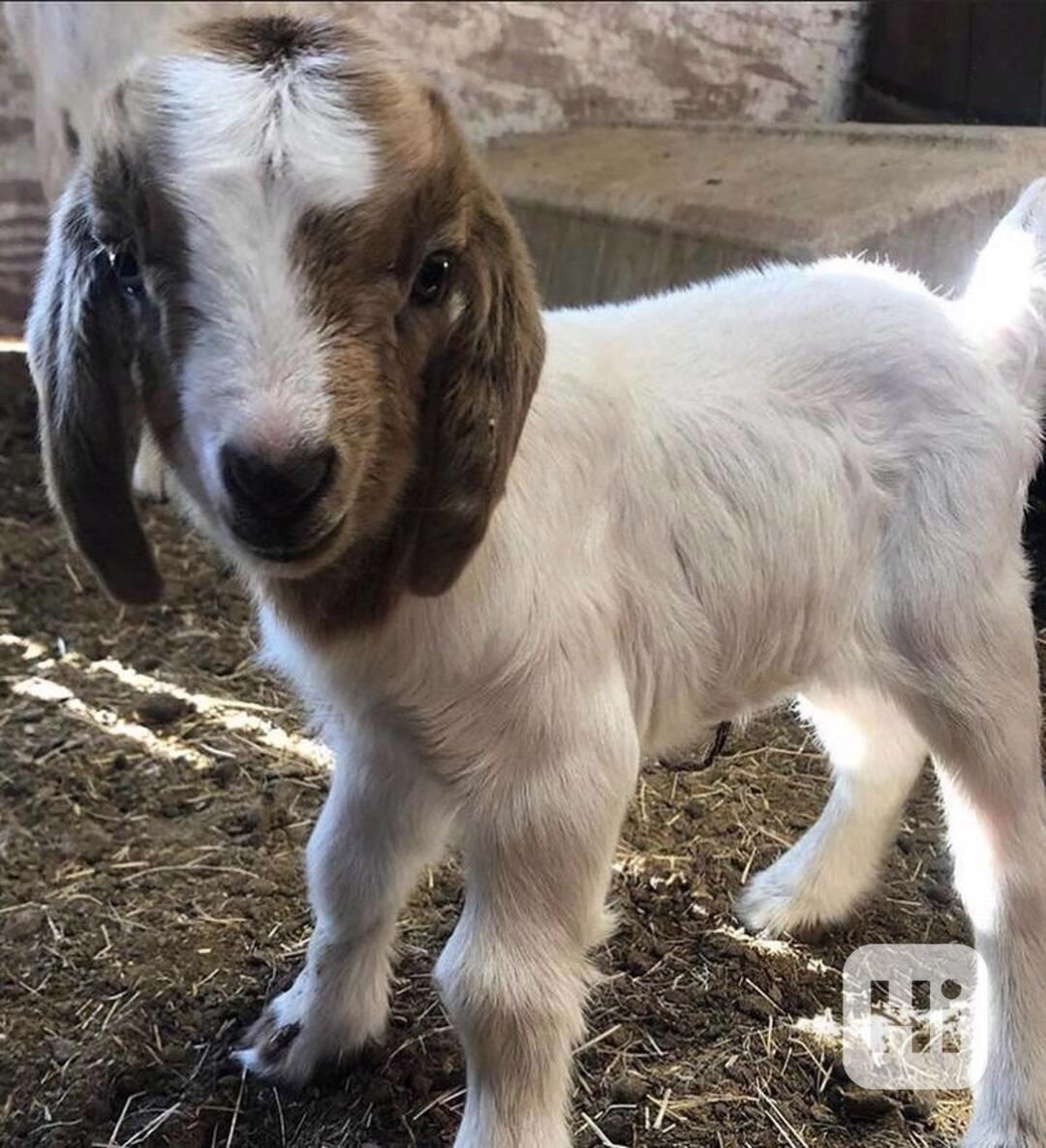 Krásné a milé kozy na prodej! - foto 1