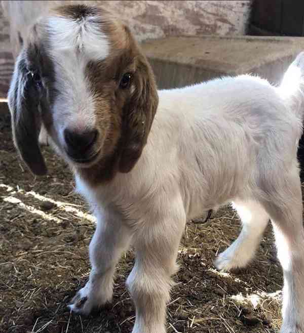 Krásné a milé kozy na prodej! - foto 1