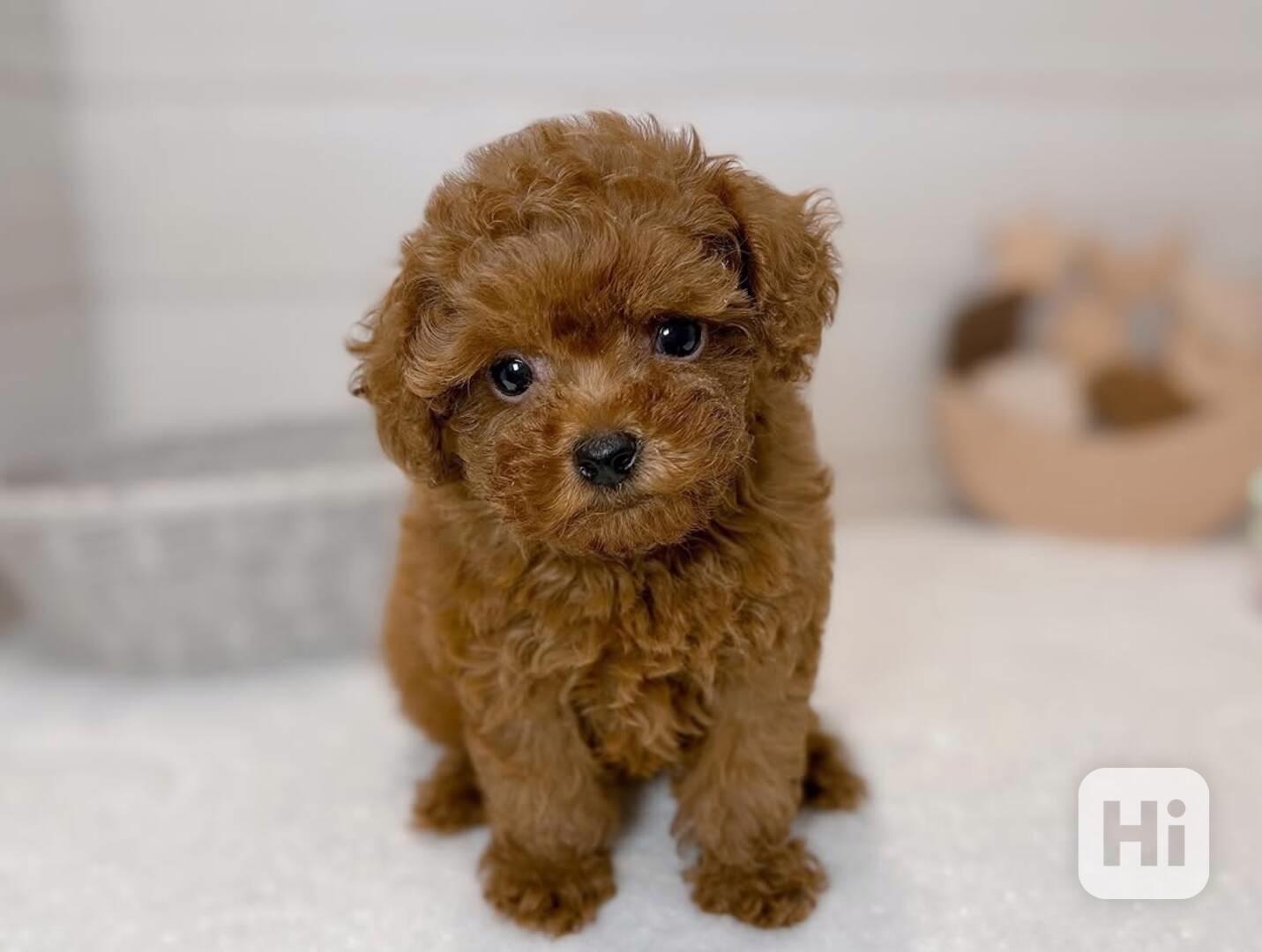 Štěně pudla k adopci - foto 1