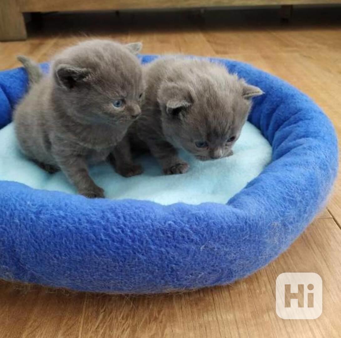 Koťata britské krátkosrsté šelmy - foto 1