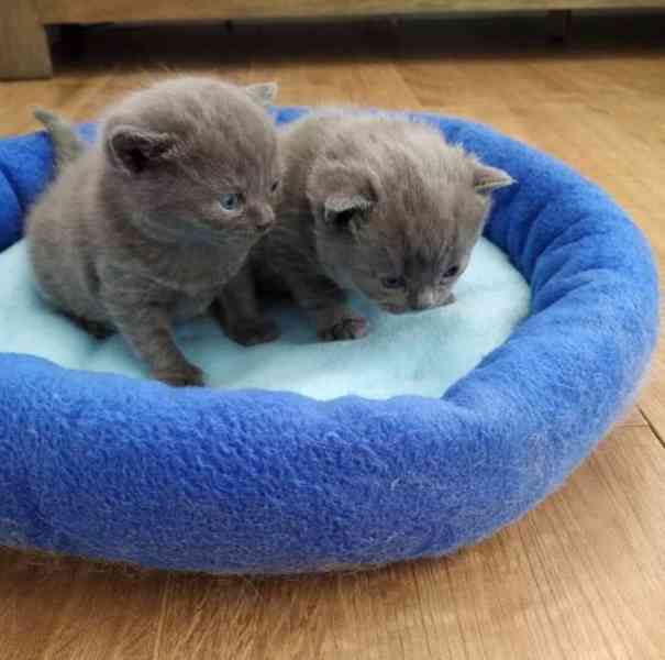 Koťata britské krátkosrsté šelmy