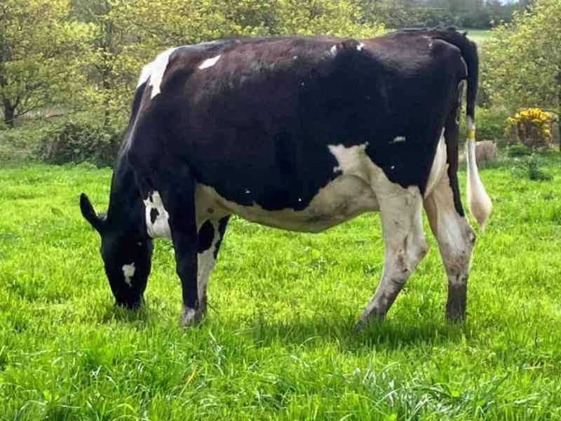 24 JEX květen/červen Telení krav - foto 2