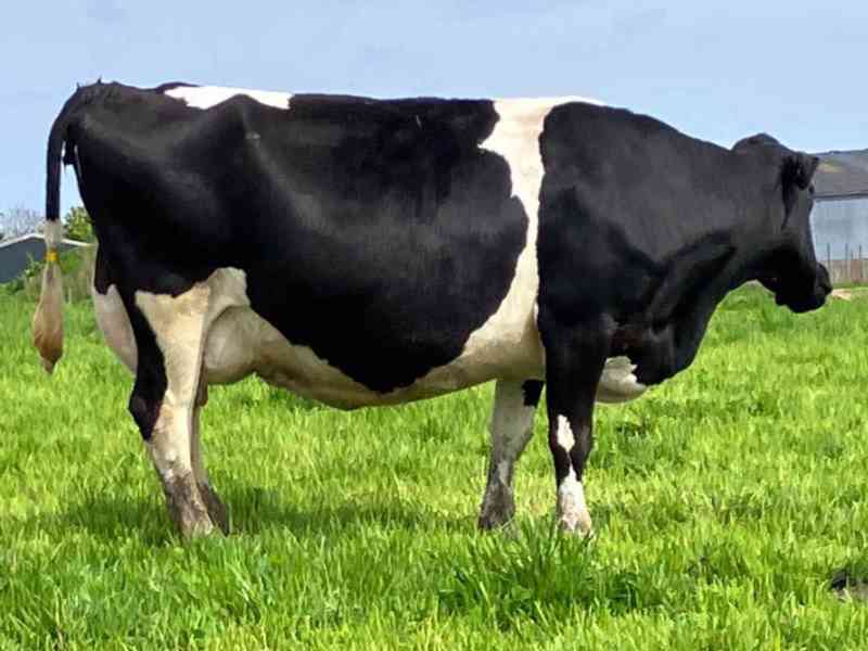 24 JEX květen/červen Telení krav - foto 6