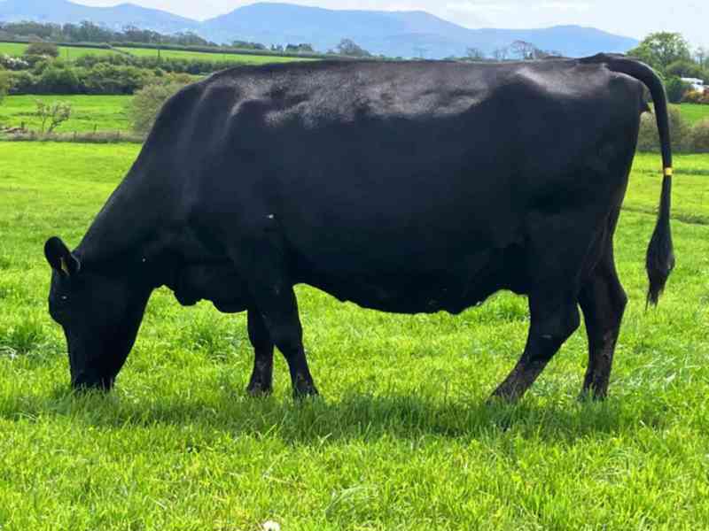 24 JEX květen/červen Telení krav - foto 5