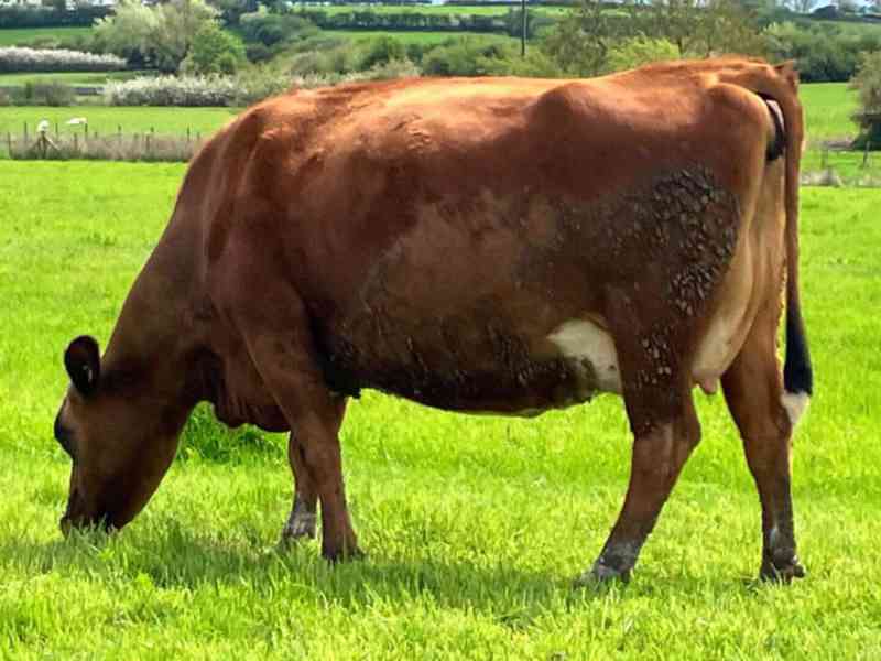 24 JEX květen/červen Telení krav - foto 1