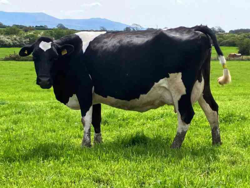 24 JEX květen/červen Telení krav - foto 3