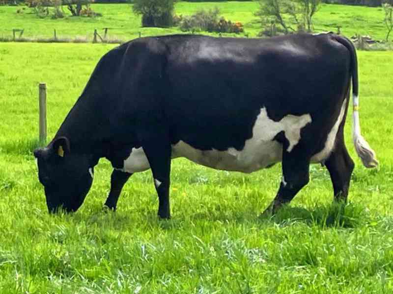 24 JEX květen/červen Telení krav - foto 4