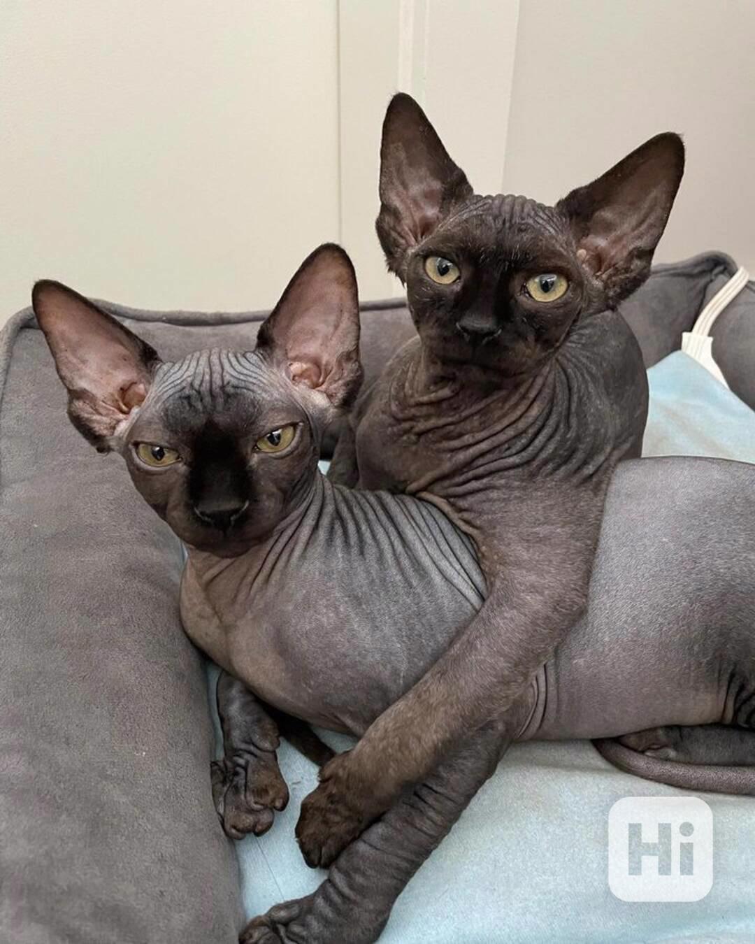 SPHYNIX KITTENS - foto 1