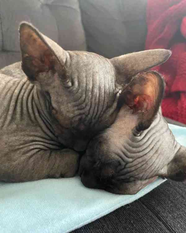 SPHYNIX KITTENS - foto 3