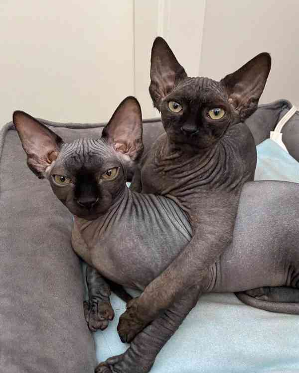 SPHYNIX KITTENS - foto 1