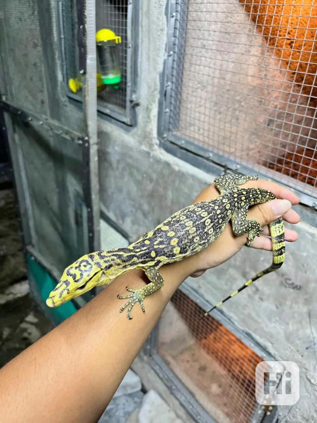 Varanus cumingi 0.0.1 - foto 1