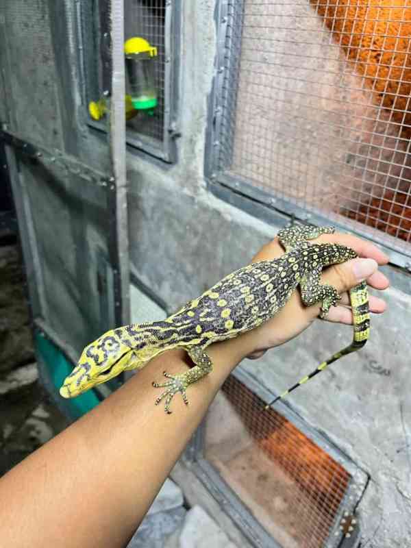 Varanus cumingi 0.0.1 - foto 1