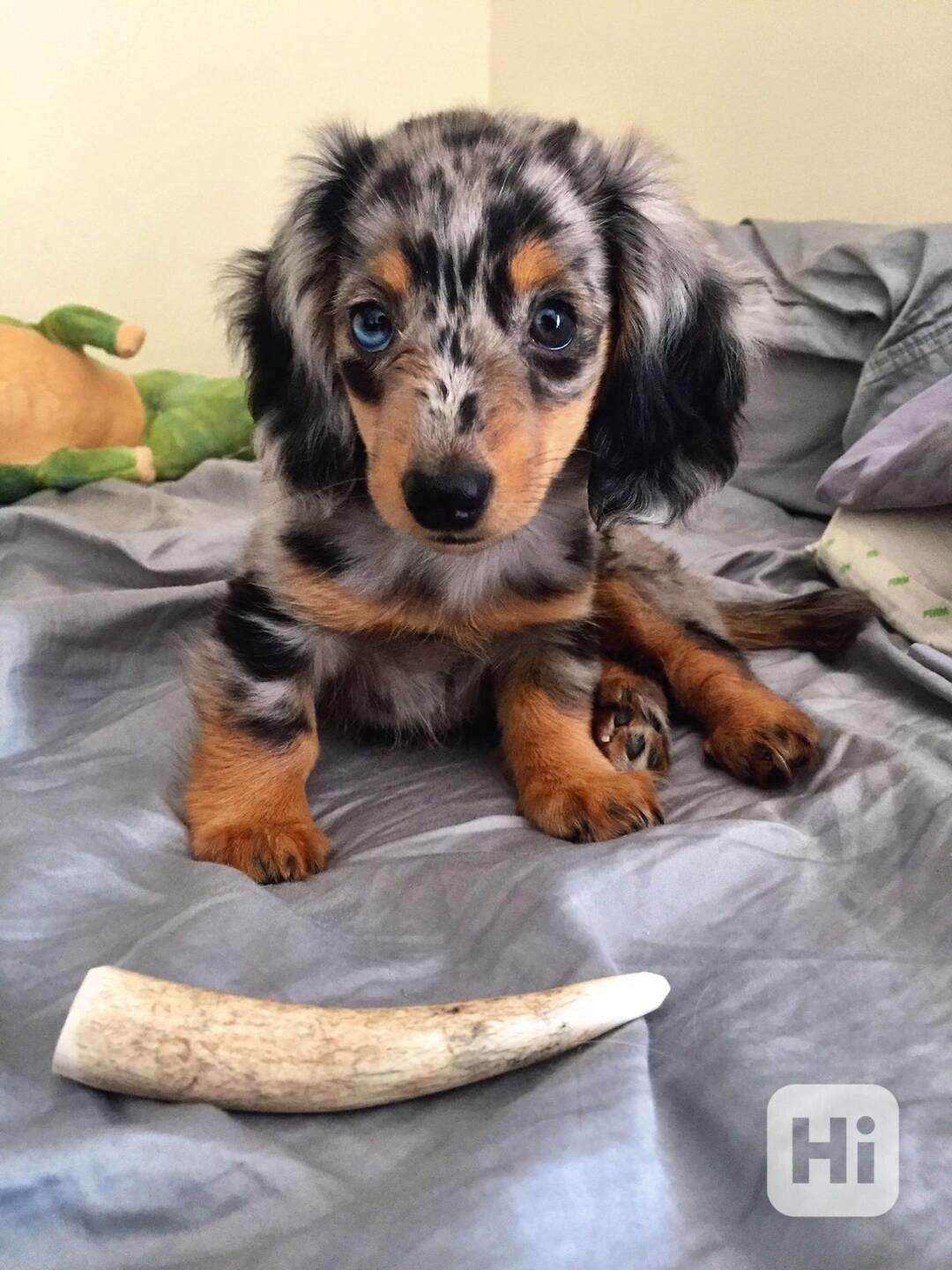 Celkem zdarma štěňata jezevčíka k adopci zdarma   - foto 1