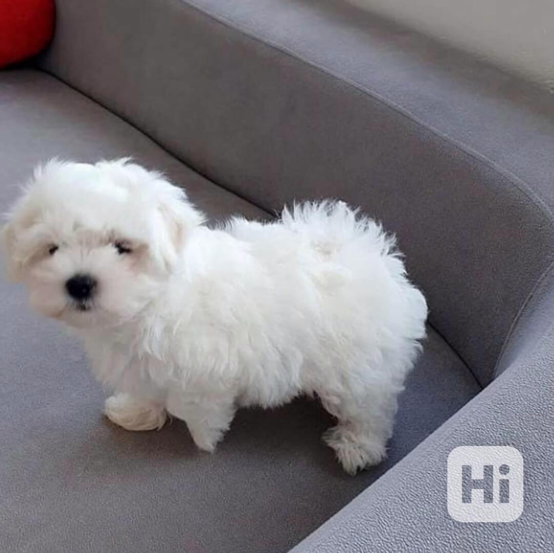 Štěňata maltézského ovčáka - foto 1