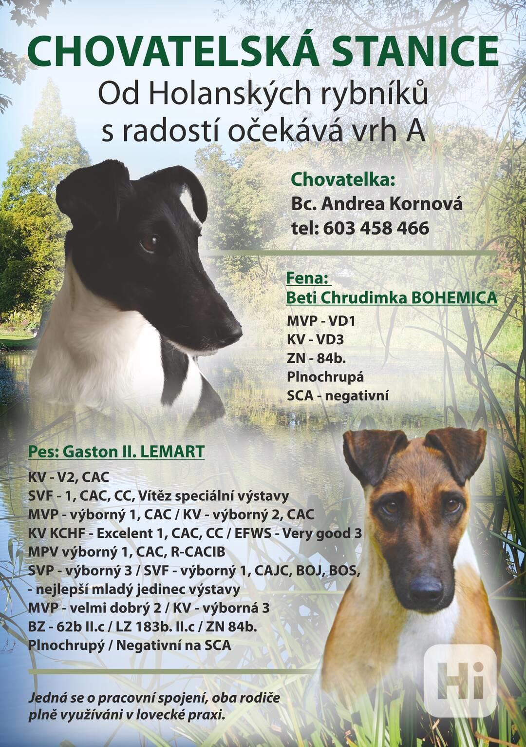 Hladkosrstý foxteriér - rezervace štěňátek  - foto 1