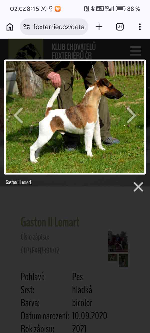 Hladkosrstý foxteriér - rezervace štěňátek  - foto 2