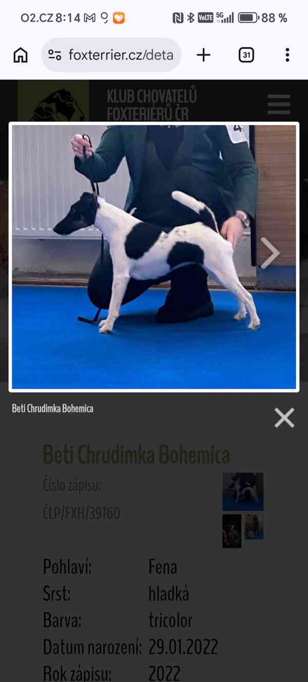 Hladkosrstý foxteriér - rezervace štěňátek  - foto 3