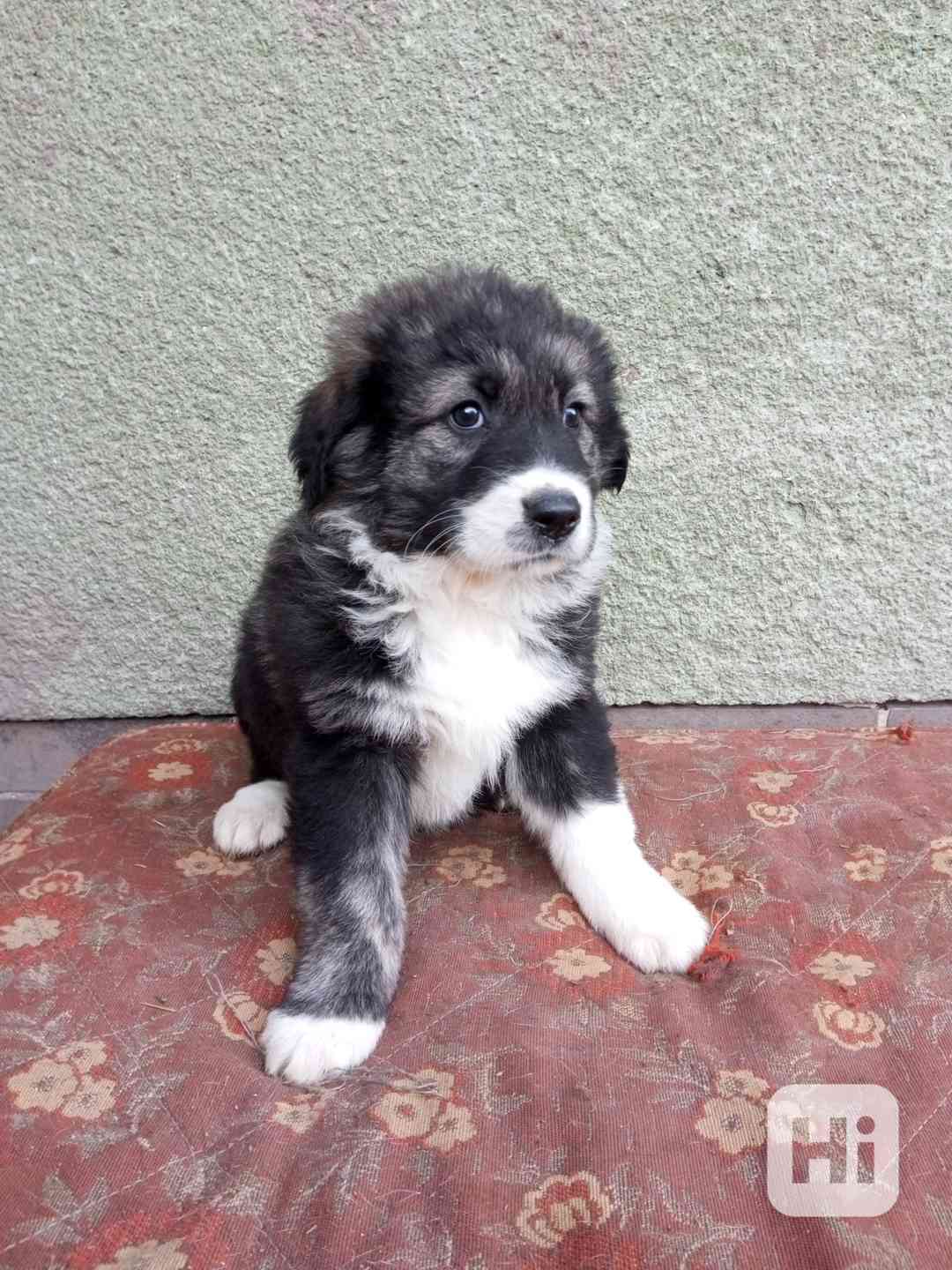 Kříženec kavkazský pastevecký pes  - foto 1