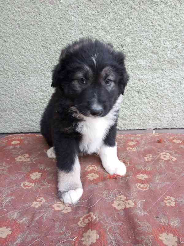 Kříženec kavkazský pastevecký pes  - foto 3