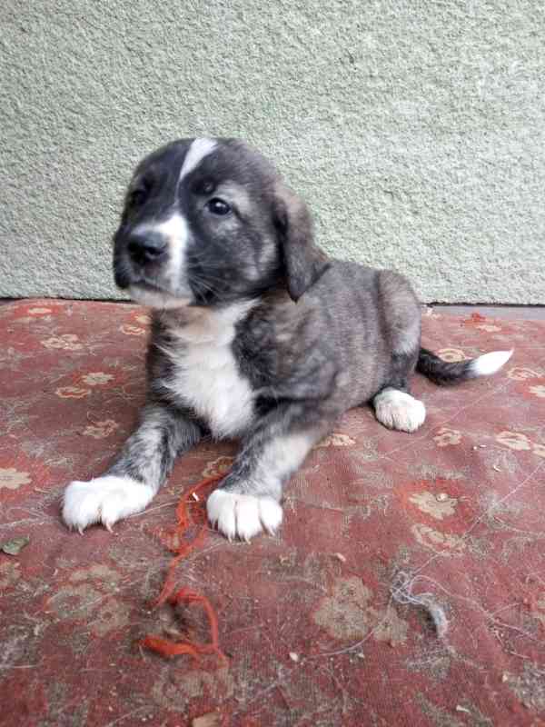 Kříženec kavkazský pastevecký pes  - foto 4