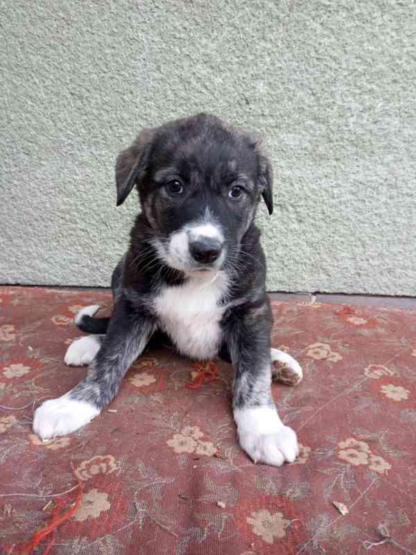 Kříženec kavkazský pastevecký pes  - foto 6